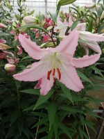 [5227 Marco Polo VZ Select No01.JPG]